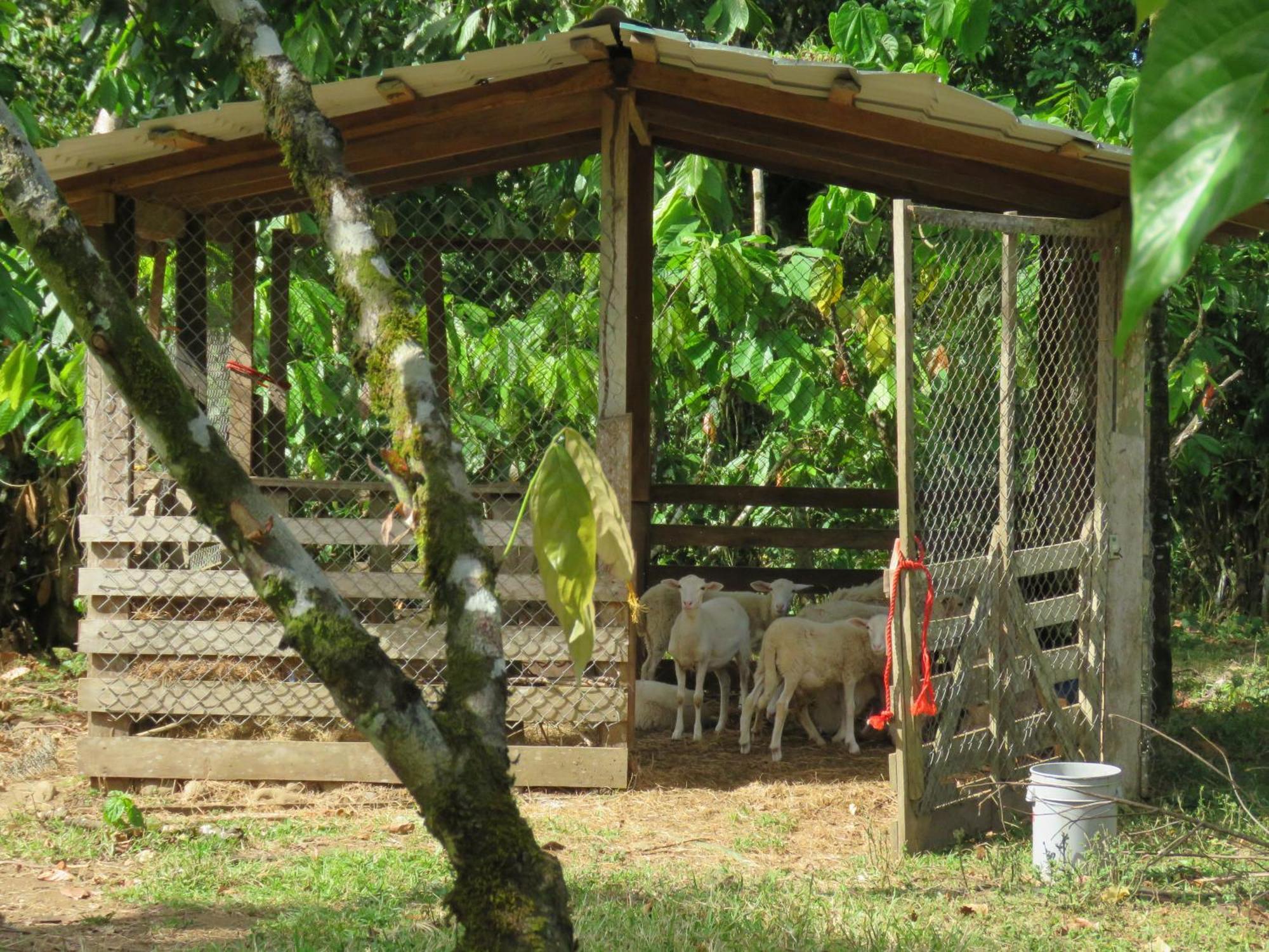 Upala Vocare Finca Agroecologica מראה חיצוני תמונה