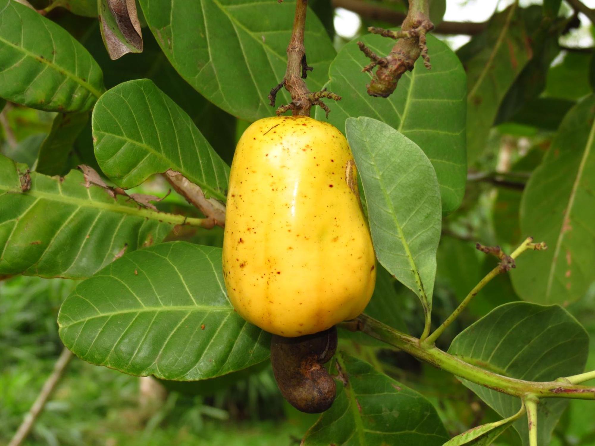 Upala Vocare Finca Agroecologica מראה חיצוני תמונה
